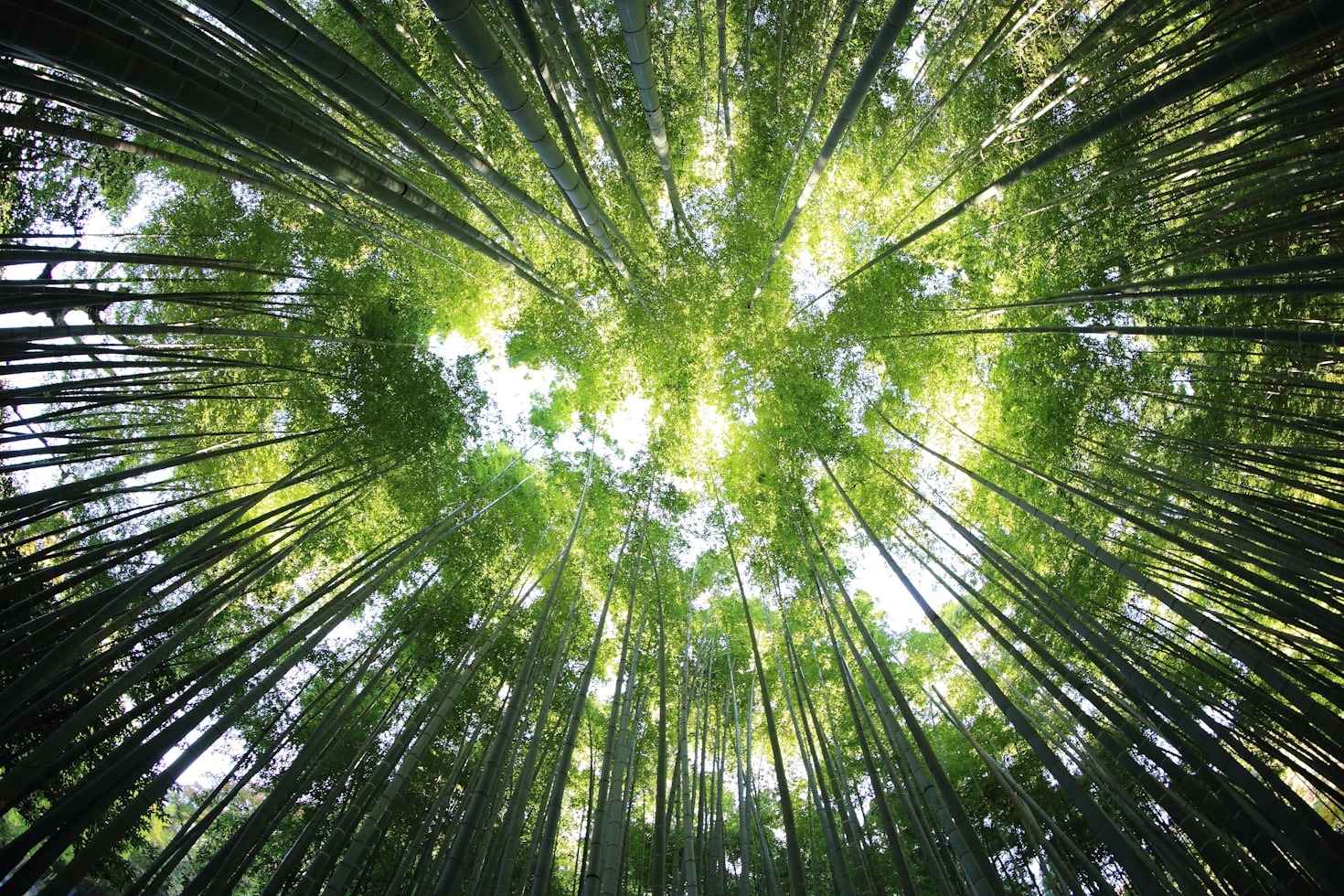 Kartenbasierte Planung für bessere Waldwege